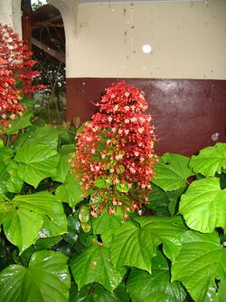 Clerodendron paniculatum.jpg