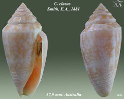 Conus clarus 1.jpg
