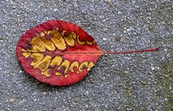Cotinus coggygria autumn leaf.jpg