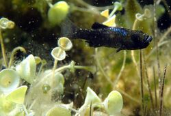 scale-eating pupfish in the wild
