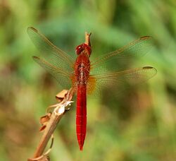 Darter August 2007-8.jpg