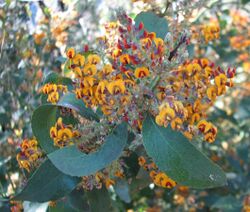 Daviesia latifolia.jpg