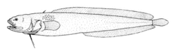 Dermatopsis macrodon (Fleshfish).gif