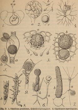 Die pilze, eine einführung in die kenntnis ihrer formenreihen (1912) (20931573072).jpg
