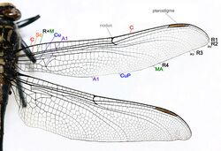 Dragonfly wing structure 2.jpg