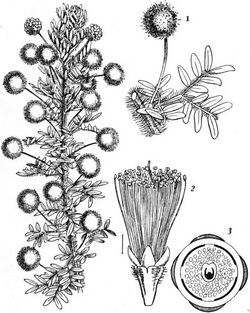 EB1911 - Leguminosae - Fig. 4.—Acacia obscura.jpg