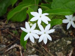 Earleaf jasmine (Jasminum elongatum) flowers.jpg