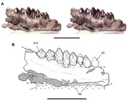 Left dentary of Echinodon
