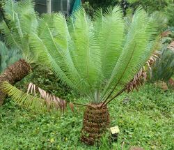 Encephalartos inopinus, a, Manie van der Schijff BT.jpg