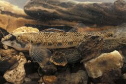 Etheostoma akatulo.jpg