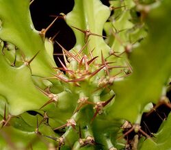 Euphorbia wakefieldii2 ies.jpg