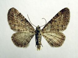 Eupithecia pernotata.jpg