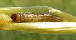 European Corn Borer (15350098570).jpg