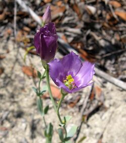 Eustoma exaltatum exaltatum.jpg