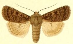 Euxoa centralis.jpg