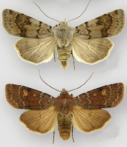 Euxoa chimoensis female (top) male (bottom).JPG