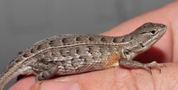 Female Sceloporus scalaris.jpg