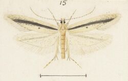 Fig 15 MA I437892 TePapa Plate-XXXI-The-butterflies full (cropped).jpg