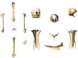 An illustration of bird bones laid out in rows