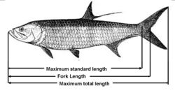 Fishlength.jpg