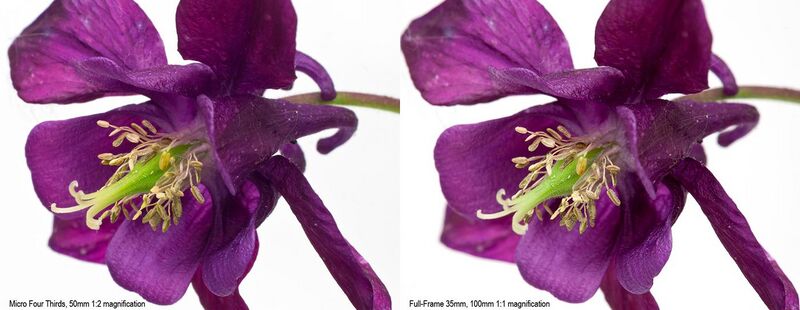 File:Full-Frame and Micro Four Thirds Macro Equivalent Images - Columbine Flower.jpg