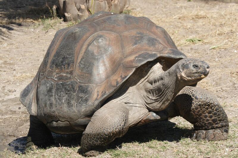File:Galapagos giant tortoise Geochelone elephantopus.jpg