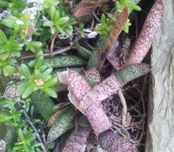 Gasteria doreeniae kirstenbosch.jpg