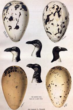 Great Auk variation.jpg