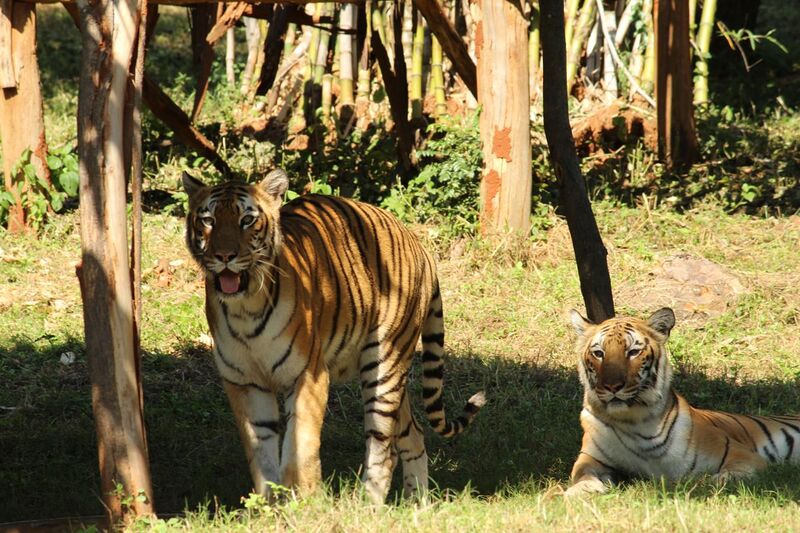 File:Great Indian Tiger 3 at Indira Gandhi Zoological Park, Visakhapatnam.jpg