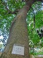 HK CWB Causeway Bay Road 假菩提樹 Ficus rumphii 心葉榕 tree trunk Oct-2013.JPG