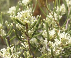 Hakea obliqua.jpg