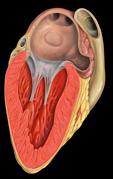 File:Heart left atrial appendage tee view.jpg