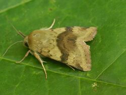 Heliothis viriplaca2.JPG