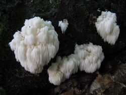 Hericium americanum 59312.jpg