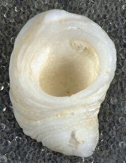 Hipponix antiquatus (white hoof snail) (San Salvador Island, Bahamas) 2 (16003468958).jpg