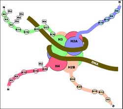 Histone tails set for transcriptional repression.jpg