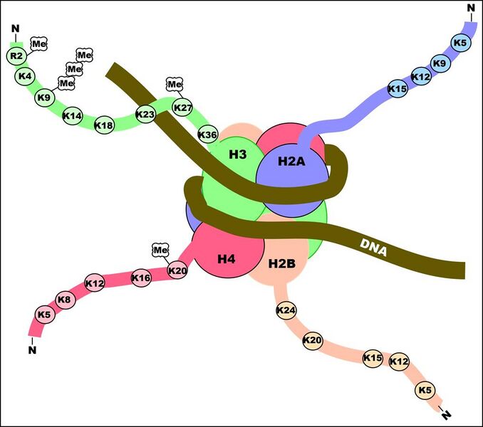 File:Histone tails set for transcriptional repression.jpg