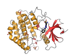 Human casein kinase 1 gamma 3 PDB 2CHL.png