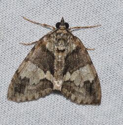 Hydriomena divisaria - Black-dashed Hydriomena Moth (13943954948).jpg