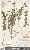 Hypericum delphicum (NHS).jpg