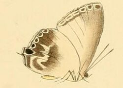 Hypochlorosis antipha1.JPG