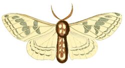 Illustrations of Exotic Entomology Endromis Rhodope.jpg