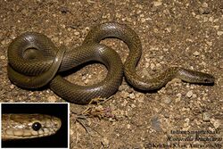 Indian smooth snake (Coronella brachyura) at Amravati, Maharashtra.jpg