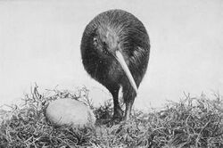 Kiwi and egg Picturesque New Zealand 1913.jpg