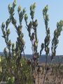 Leucadendron procerum 25700630.jpg