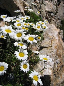 Leucanthemopsis alpina01.jpg