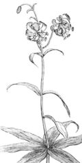 Lilium debile (Drawing).jpg