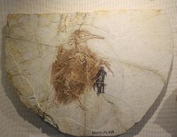Longipteryx-Beijing Museum of Natural History.jpg