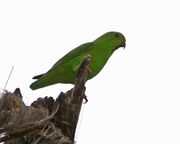 Green parrot with red throat