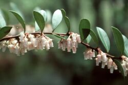 Lyonia lucida.jpg